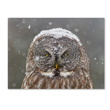 Mircea Costina 'Great Grey Owl Winter Portrait' Canvas Art,14x19